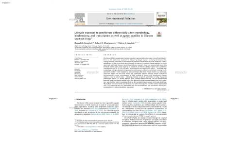Lifecycle exposure to perchlorate differentially alters morphology, biochemistry, and transcription as well as sperm motility in Silurana tropicalis frogs*